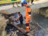 Pohon Jati Belanda Tumbang Tutupi Aliran Kali Ciheuleut Kota Bogor