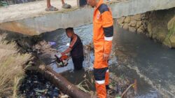 Pohon Jati Belanda Tumbang Tutupi Aliran Kali Ciheuleut Kota Bogor