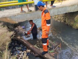 Pohon Jati Belanda Tumbang Tutupi Aliran Kali Ciheuleut Kota Bogor