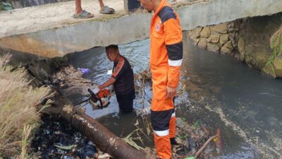 Pohon Jati Belanda Tumbang Tutupi Aliran Kali Ciheuleut Kota Bogor