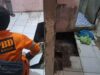 Tanah Amblas di Bondongan, Rumah Kontrakan Warga Rusak Akibat Tanah Labil