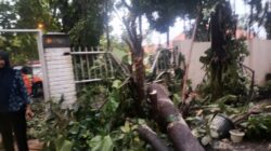 3 Pohon Tumbang Terjadi di Bogor Tengah Usai Hujan Deras