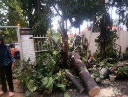 3 Pohon Tumbang Terjadi di Bogor Tengah Usai Hujan Deras