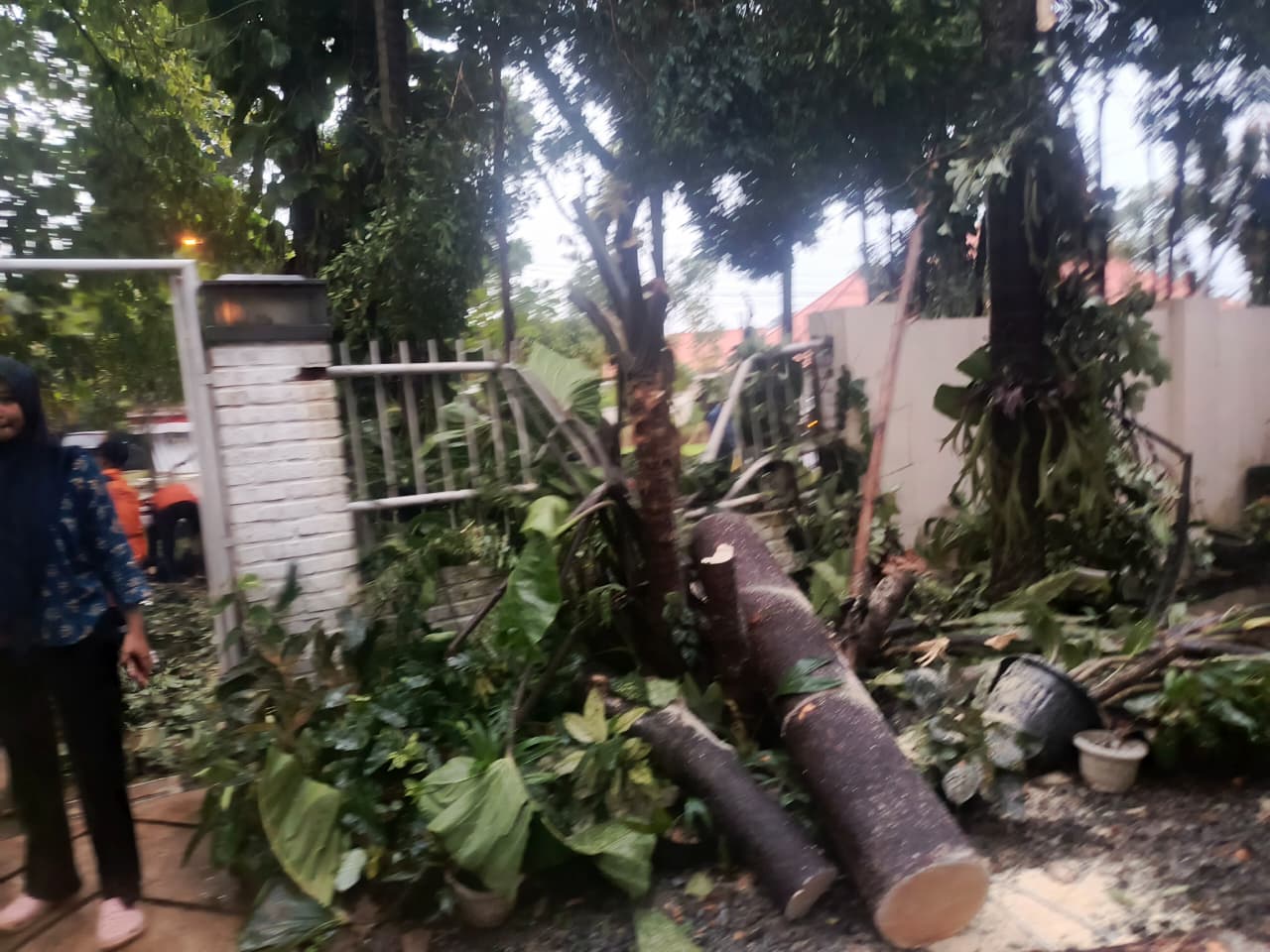 3 Pohon Tumbang Terjadi di Bogor Tengah Usai Hujan Deras