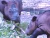 2 Badak Sumatra di Way Kambas Bunting, Ratu Berpotensi Cetak Rekor