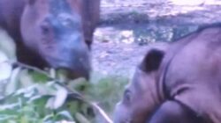 2 Badak Sumatra di Way Kambas Bunting, Ratu Berpotensi Cetak Rekor