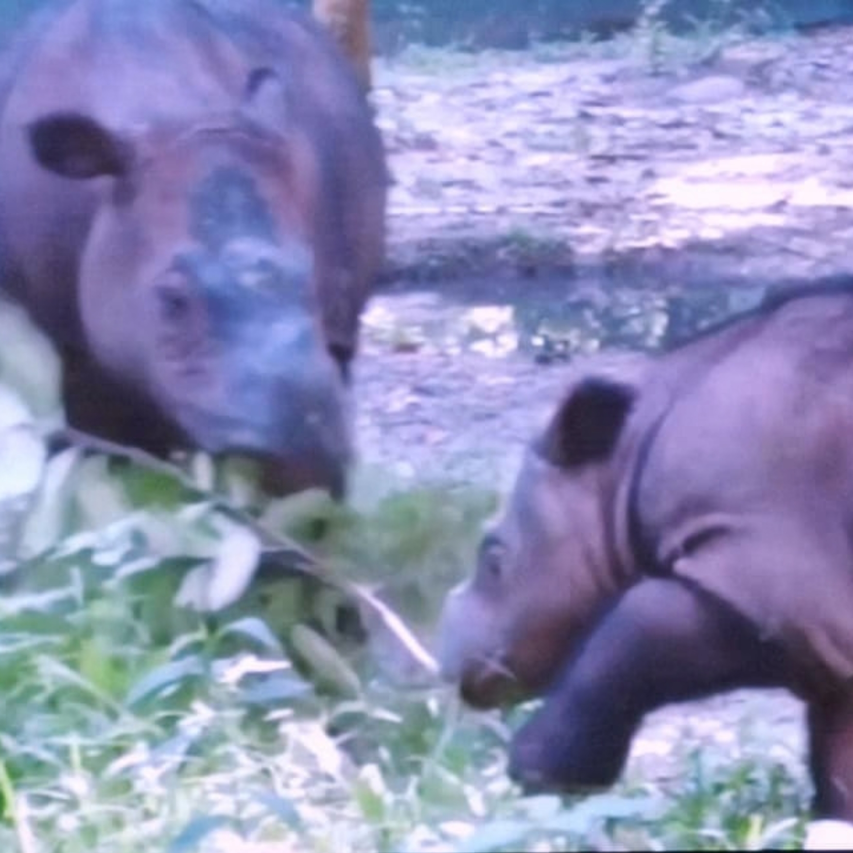 Ratu dan Delilah, dua badak Sumatra betina yang tengah bunting di Way Kambas