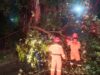 Dahan Pohon Patah di Tanah Sareal, Akses Jalan Sempat Tertutup