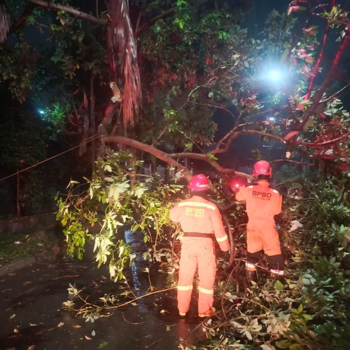 Petugas BPBD mengevakuasi dahan pohon patah di Tanah Sareal
