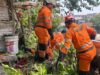 Hujan Deras Picu Pohon Jambu 10 Meter Tumbang Timpa Saung