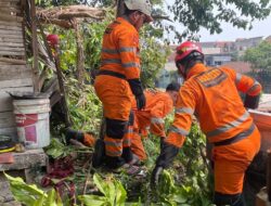 Hujan Deras Picu Pohon Jambu 10 Meter Tumbang Timpa Saung