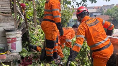 Hujan Deras Picu Pohon Jambu 10 Meter Tumbang Timpa Saung