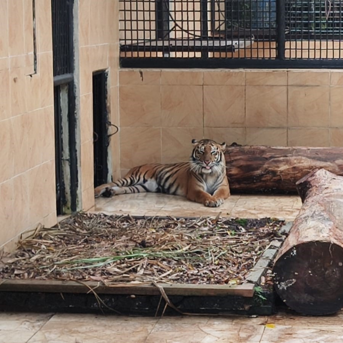 Konservasi Harimau Sumatra Diperkuat, Koh Andrew Ajak Pengusaha Turun Tangan 3 WhatsApp Image 2026 10 07 at 16.26.27 1