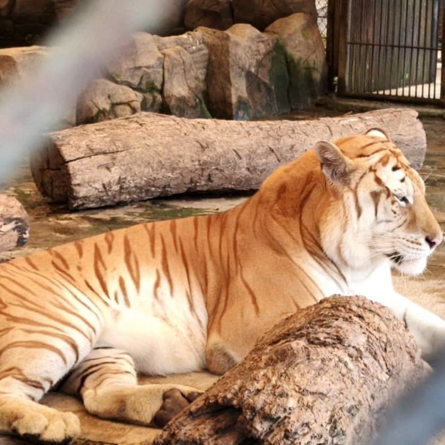 Konservasi Harimau Sumatra Diperkuat, Koh Andrew Ajak Pengusaha Turun Tangan 2 WhatsApp Image 2026 10 07 at 16.26.27