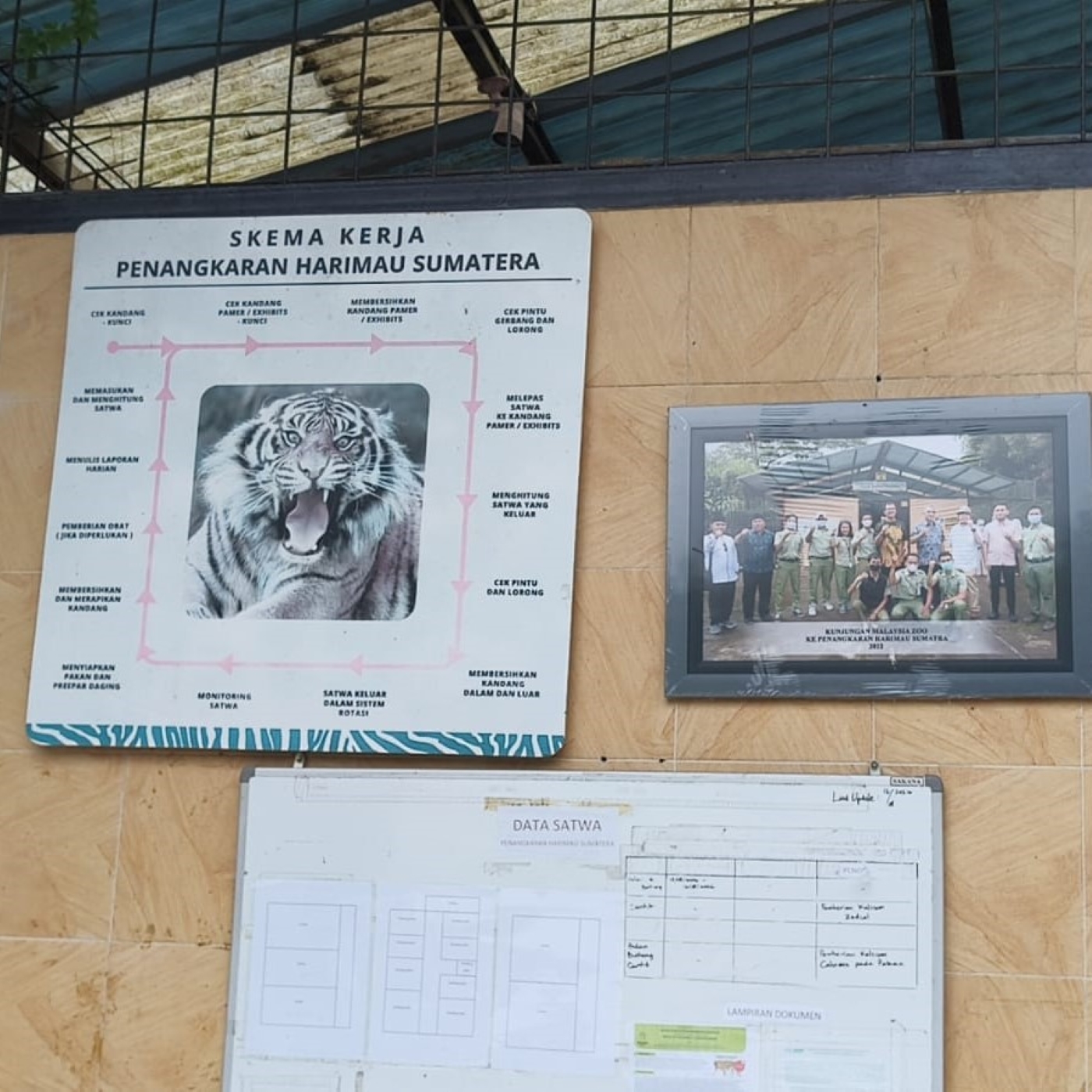 Populasi Harimau Sumatra di Garis Merah, Tersisa Sekitar 400 Ekor 2 WhatsApp Image 2026 10 07 at 16.43.46