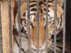Populasi Harimau Sumatra di Garis Merah, Tersisa Sekitar 400 Ekor