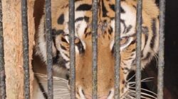 Populasi Harimau Sumatra di Garis Merah, Tersisa Sekitar 400 Ekor