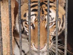 Populasi Harimau Sumatra di Garis Merah, Tersisa Sekitar 400 Ekor