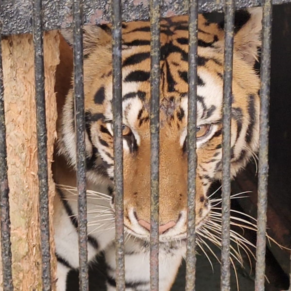Populasi Harimau Sumatra di Garis Merah, Tersisa Sekitar 400 Ekor 1 WhatsApp Image 2026 10 07 at 16.43.47 1