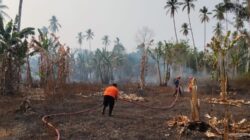 7 Hektare Lahan Terbakar di 3 Provinsi, BNPB Ingatkan Ancaman Karhutla