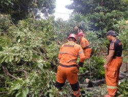 Hujan Deras dan Angin Kencang di Bogor, Dahan Kenari Timpa Halaman Rumah