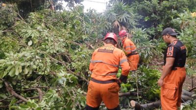 Hujan Deras dan Angin Kencang di Bogor, Dahan Kenari Timpa Halaman Rumah
