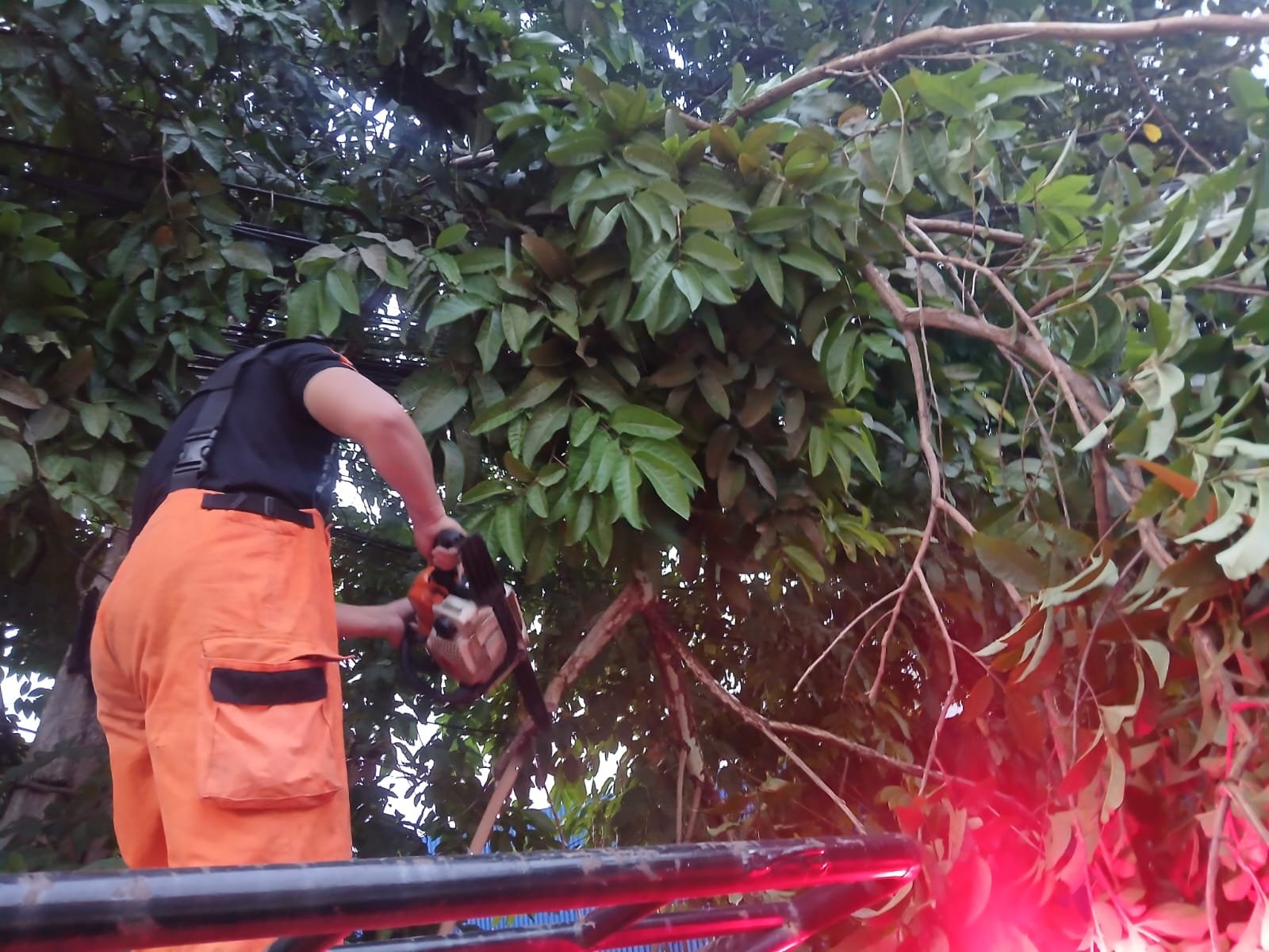 Hujan Angin di Bogor Utara, Dahan Kedondong Patah Ganggu Jalan ke Talang 2 WhatsApp Image 2026 10 21 at 19.03.38