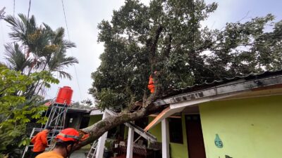 Pohon Rambutan Lapuk Tumbang Timpa Teras Rumah di Bogor Tengah