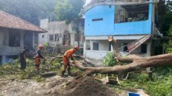 Pohon Petai Lapuk Tumbang Timpa Toilet Pesantren di Bogor