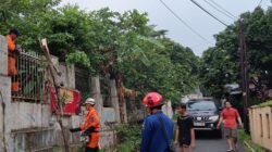 Petugas BPBD dan Damkar menangani pohon kari tumbang yang menimpa kabel PJU dan kabel optik di Jalan Seruni, Kelurahan Loji, Kota Bogor.