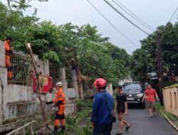 Hujan Deras dan Angin Kencang di Loji Bogor, Pohon Kari Tumbang Timpa Kabel PJU