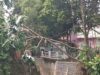 Pohon Lapuk Tumbang Timpa Kabel Listrik di Kali Ciluar Bogor, Evakuasi Tuntas
