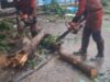 Pohon Tumbang di Pajajaran Bogor Timpa Mobil dan Motor