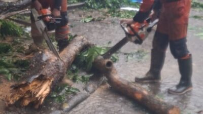 Pohon Tumbang di Pajajaran Bogor Timpa Mobil dan Motor