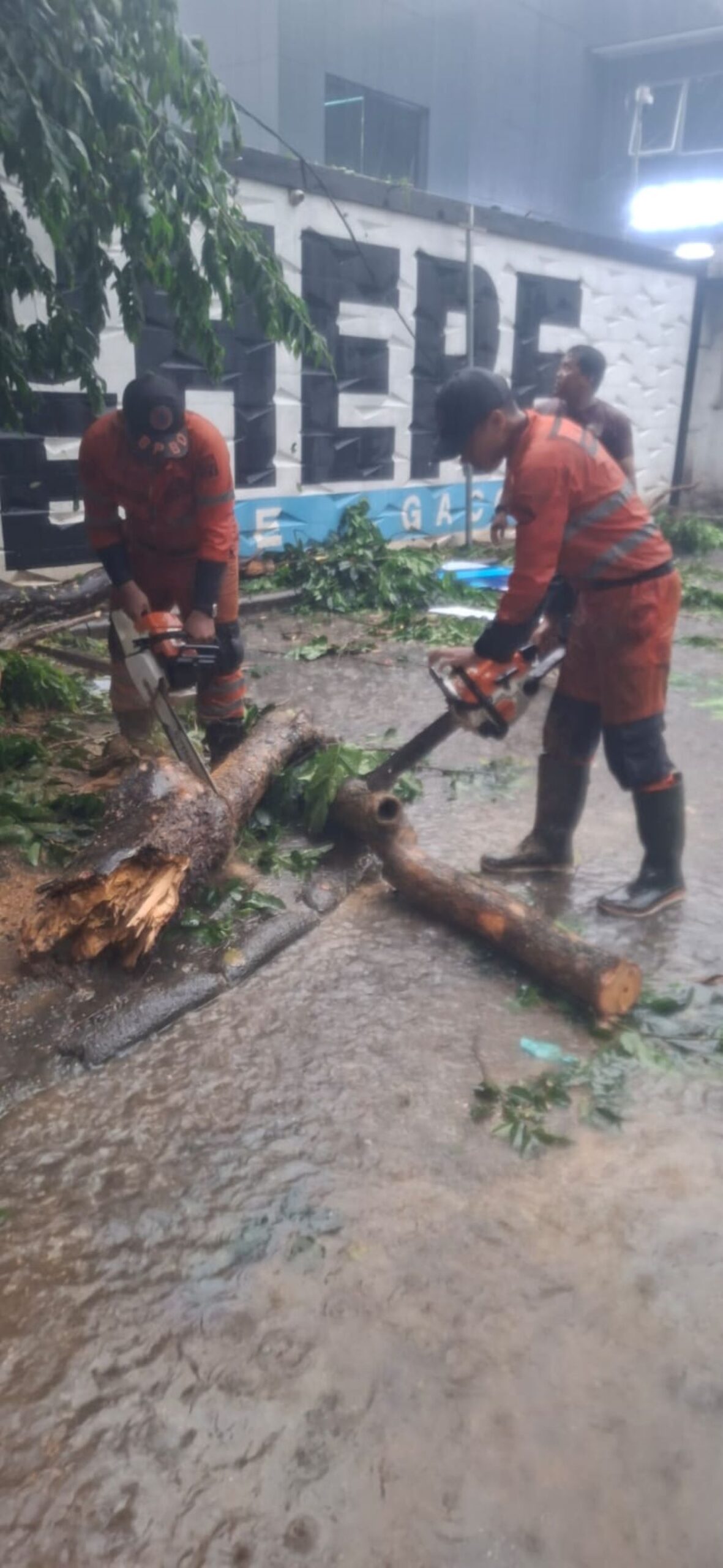 Pohon Tumbang di Pajajaran Bogor Timpa Mobil dan Motor 1 Petugas gabungan BPBD dan Damkar Kota Bogor mengevakuasi pohon karsen yang tumbang dan menimpa mobil serta sepeda motor di Jalan Raya Pajajaran.