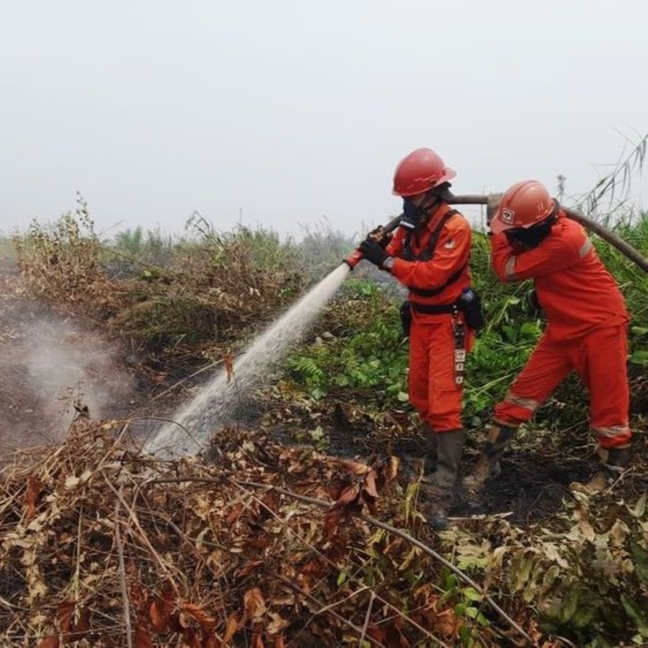 372 Hotspot Karhutla Terdeteksi, Habitat Orangutan Terancam 1 Penanganan kebakaran hutan dan lahan di kawasan Taman Nasional Tanjung Puting, Kalimantan Tengah, untuk melindungi habitat orangutan.