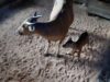 Kabar Gembira dari Pangandaran, Anak Banteng Jawa Ketiga Lahir