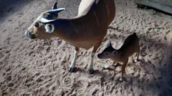 Kabar Gembira dari Pangandaran, Anak Banteng Jawa Ketiga Lahir