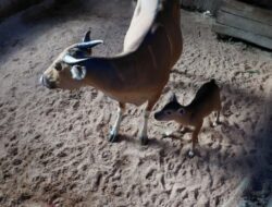 Kabar Gembira dari Pangandaran, Anak Banteng Jawa Ketiga Lahir