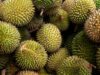 Jangan Sampai Zonk! Ini 5 Cara Memilih Durian Matang dan Enak