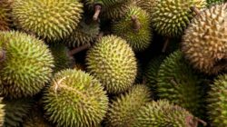 Jangan Sampai Zonk! Ini 5 Cara Memilih Durian Matang dan Enak