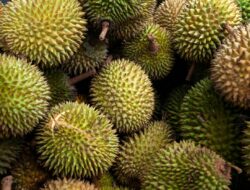 Jangan Sampai Zonk! Ini 5 Cara Memilih Durian Matang dan Enak