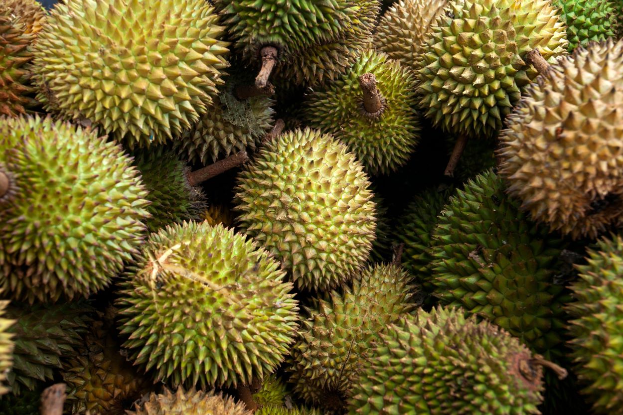 Jangan Sampai Zonk! Ini 5 Cara Memilih Durian Matang dan Enak 1 Jangan sampai salah pilih durian! Kenali 5 cara memeriksa kematangan, aroma, tangkai, dan kualitas buah sebelum membeli durian favoritmu.