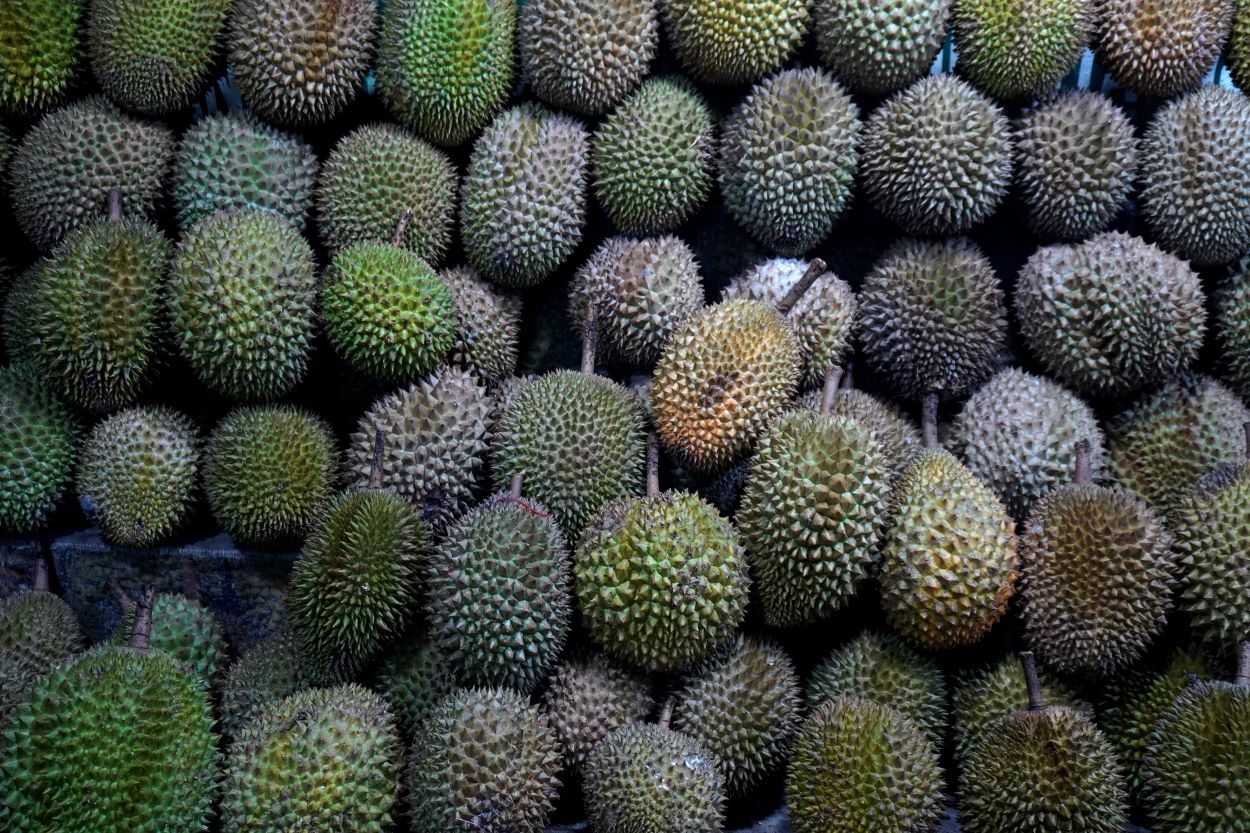 Jangan Sampai Zonk! Ini 5 Cara Memilih Durian Matang dan Enak 3 pexels ramadhan bagaskara arya p 2159409208 36052781