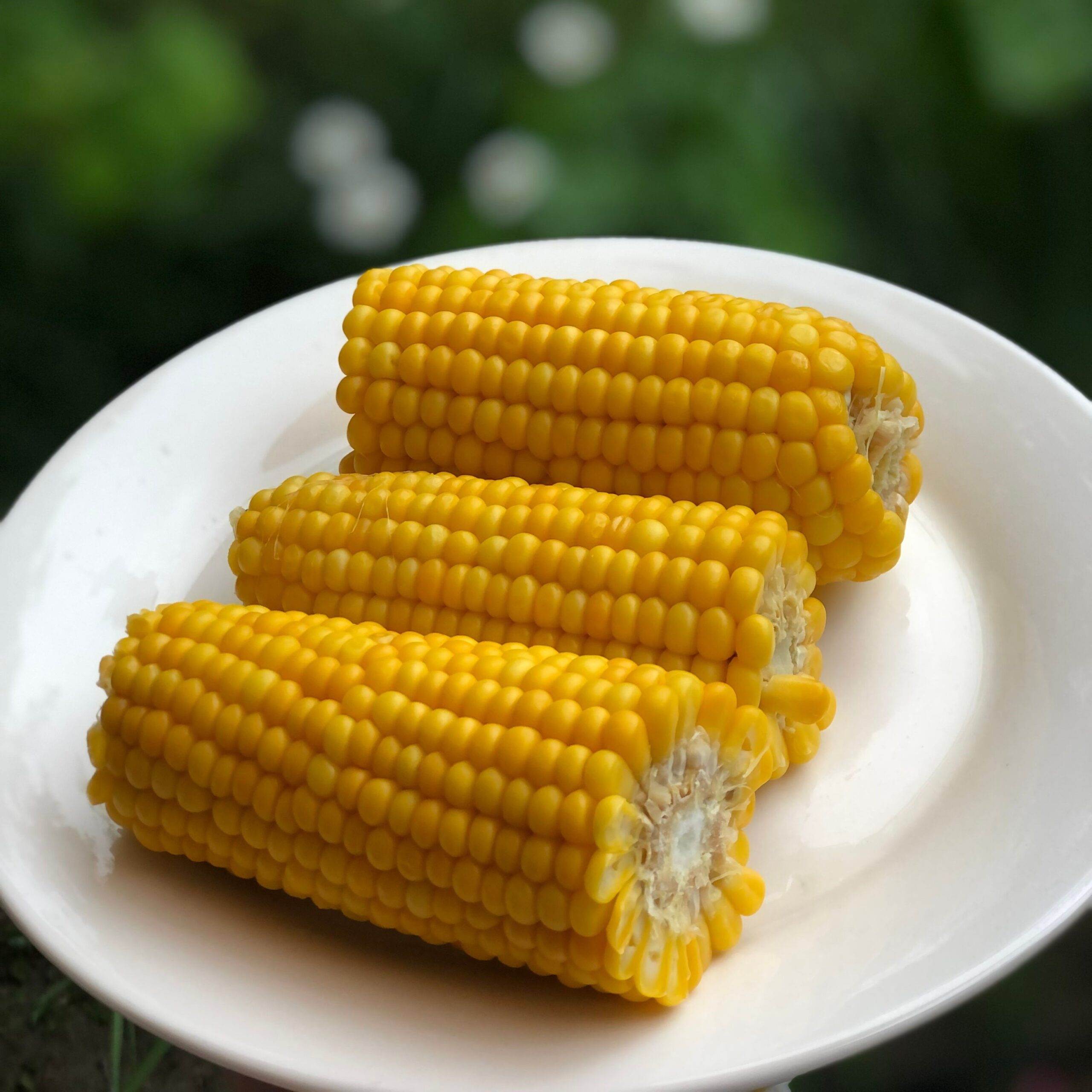Jagung rebus